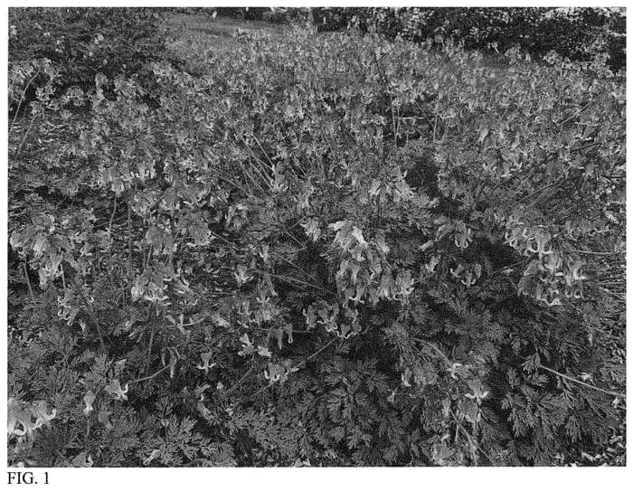 Figure 1 of US plant patent PP32380, the photograph of Pink Diamonds printed in the patent.