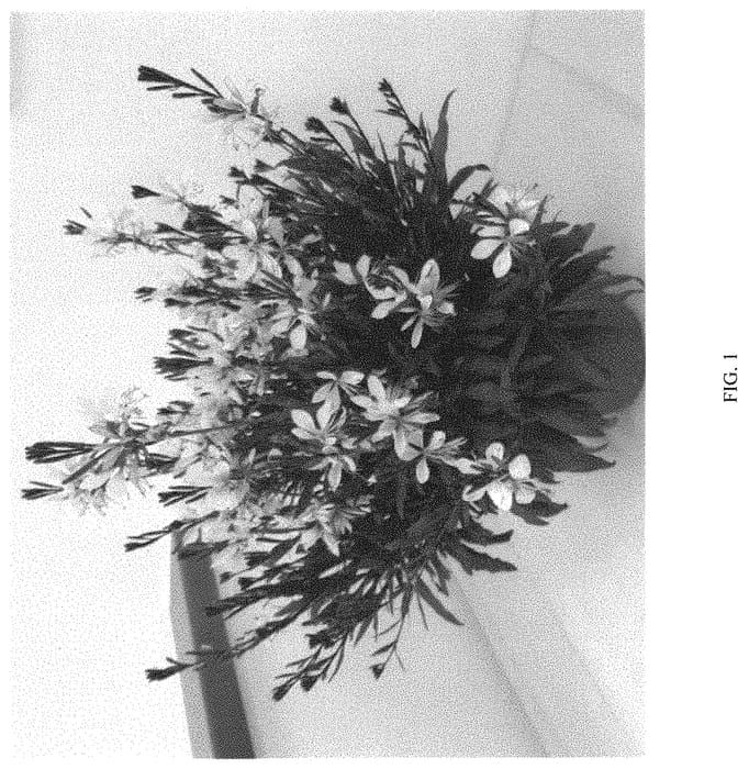 Figure 1 of US plant patent PP32381, the photograph of DGASTEFBP printed in the patent.