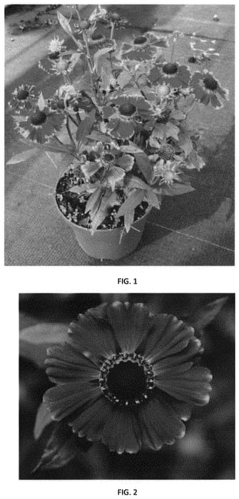 Figure 1 of US plant patent PP32382, the photograph of HEMZ0001 printed in the patent.