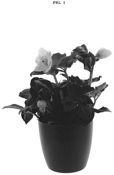 Figure 1 of US plant patent PP32383, the photograph of COSEH 6900 printed in the patent.