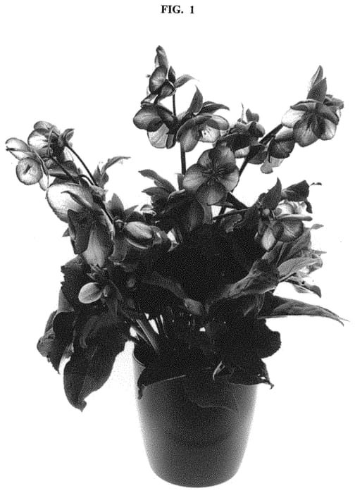 Figure 1 of US plant patent PP32384, the photograph of COSEH 5400 printed in the patent.