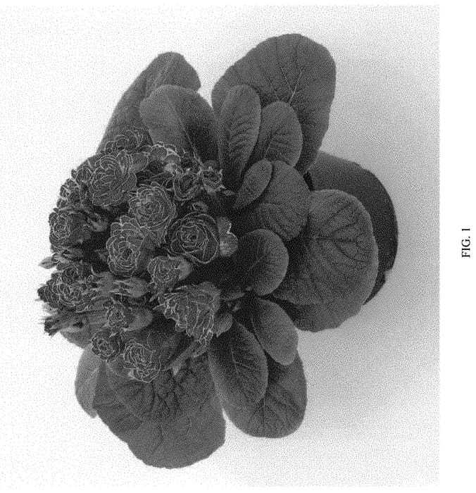 Figure 1 of US plant patent PP32385, the photograph of KERBELBLIC printed in the patent.