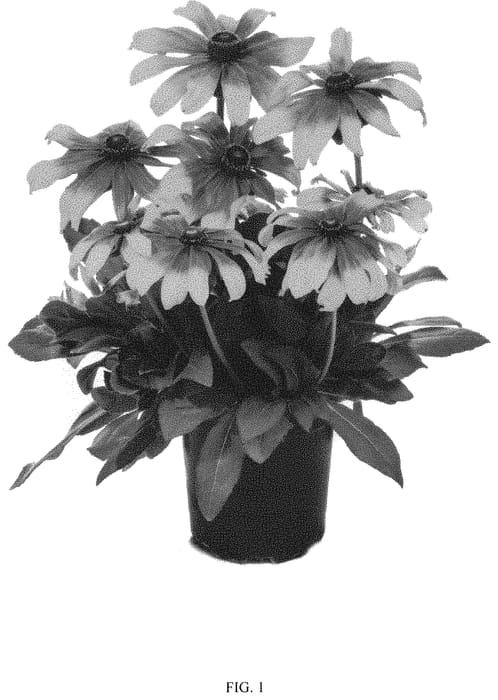 Figure 1 of US plant patent PP32386, the photograph of RRICG02-0 printed in the patent.