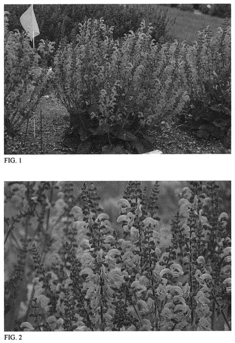Figure 1 of US plant patent PP32387, the photograph of Moulin Rouge printed in the patent.