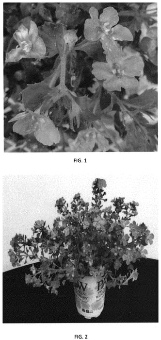 Figure 1 of US plant patent PP32388, the photograph of SUTZ0009 printed in the patent.