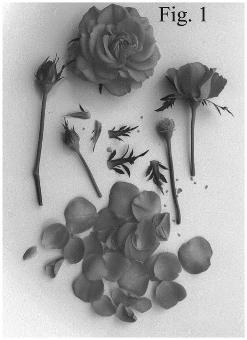 Figure 1 of US plant patent PP32389, the photograph of Poulpar122 printed in the patent.