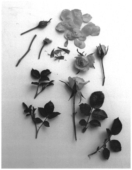 Figure 1 of US plant patent PP32390, the photograph of Poulcas059 printed in the patent.