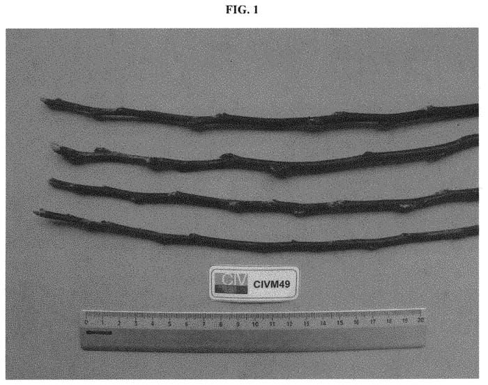 Figure 1 of US plant patent PP32391, the photograph of CIVM49 printed in the patent.