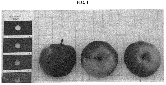 Figure 1 of US plant patent PP32392, the photograph of IPADOR printed in the patent.