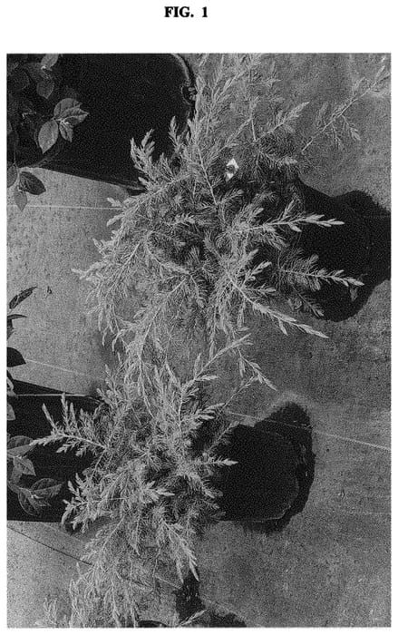 Figure 1 of US plant patent PP32393, the photograph of SMNJCB printed in the patent.