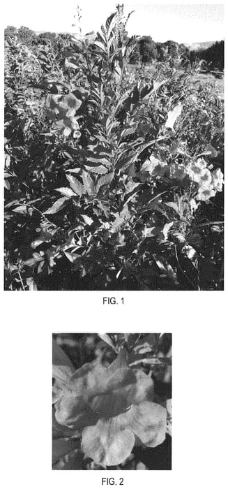 Figure 1 of US plant patent PP32394, the photograph of Balbahset printed in the patent.