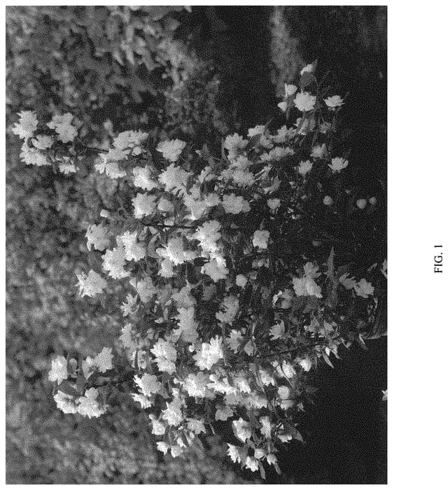 Figure 1 of US plant patent PP32395, the photograph of SMNPBD printed in the patent.