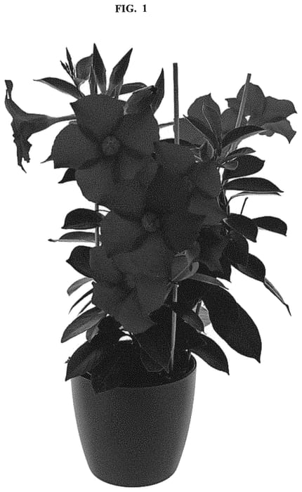 Figure 1 of US plant patent PP32396, the photograph of Inmanbegrv printed in the patent.