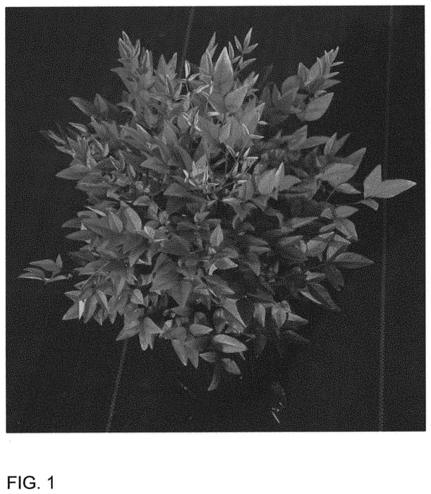 Figure 1 of US plant patent PP32397, the photograph of ZhNan28 printed in the patent.