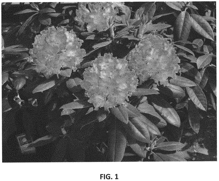 Figure 1 of US plant patent PP32398, the photograph of Kurachiffon printed in the patent.
