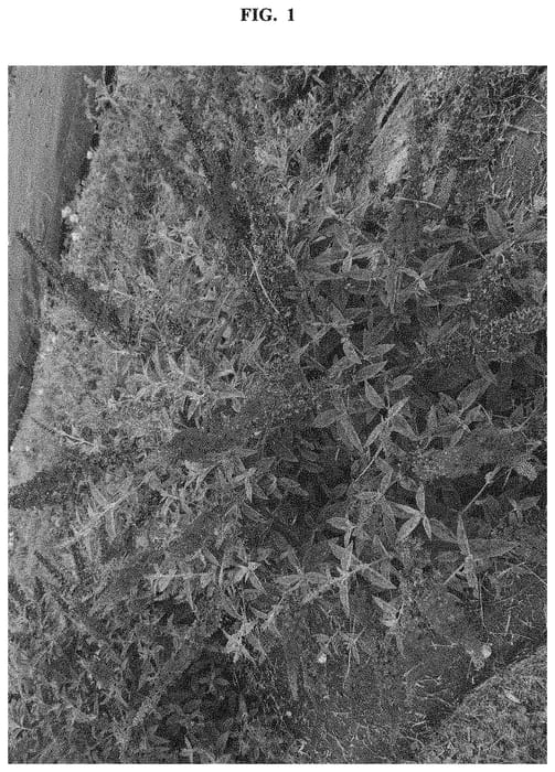 Figure 1 of US plant patent PP32399, the photograph of SMNBDD printed in the patent.