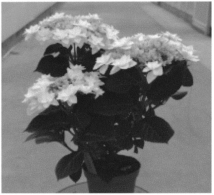 Figure 1 of US plant patent PP32400, the photograph of H218915 printed in the patent.