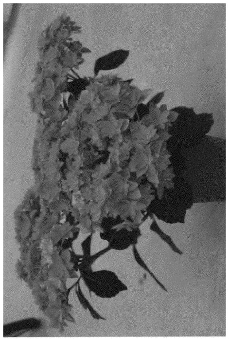 Figure 1 of US plant patent PP32401, the photograph of H218917 printed in the patent.