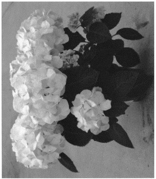Figure 1 of US plant patent PP32402, the photograph of H218926 printed in the patent.