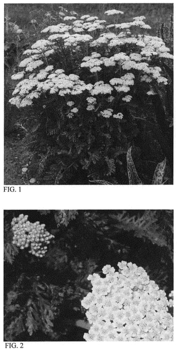 Figure 1 of US plant patent PP32403, the photograph of Firefly Sunshine printed in the patent.