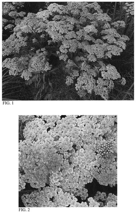 Figure 1 of US plant patent PP32404, the photograph of Firefly Peach Sky printed in the patent.