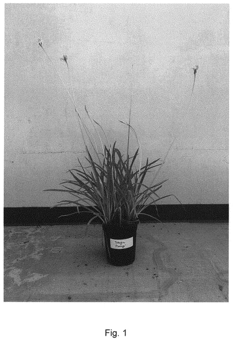 Figure 1 of US plant patent PP32405, the photograph of Flamingo printed in the patent.