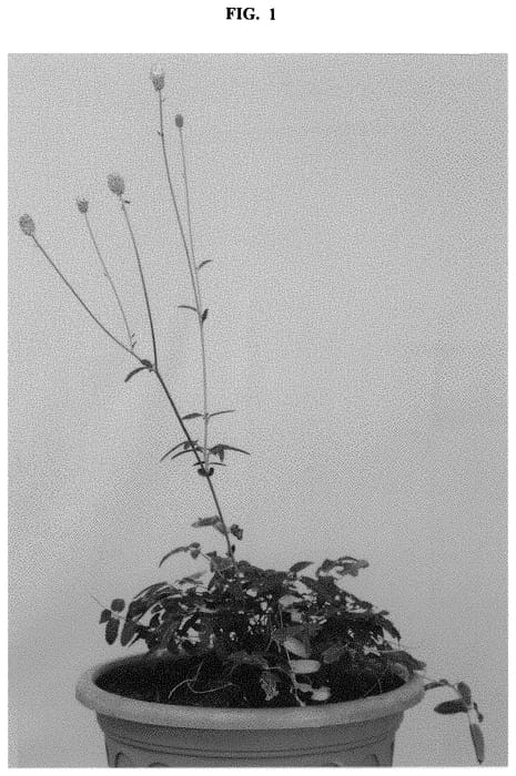 Figure 1 of US plant patent PP32406, the photograph of Jam Session printed in the patent.