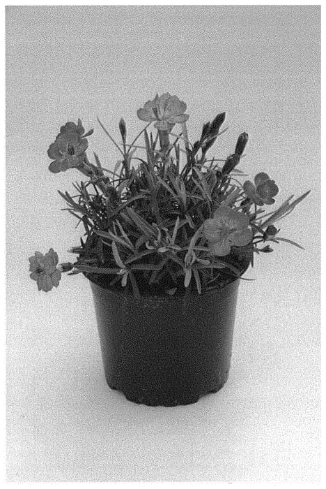Figure 1 of US plant patent PP32407, the photograph of KLEDG19294 printed in the patent.
