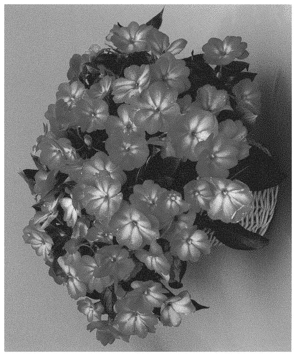 Figure 1 of US plant patent PP32408, the photograph of Dongiswepiche printed in the patent.