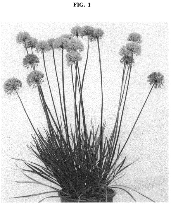 Figure 1 of US plant patent PP32409, the photograph of Avat88 printed in the patent.