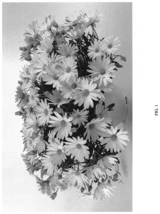 Figure 1 of US plant patent PP32410, the photograph of DOSTLEMN printed in the patent.
