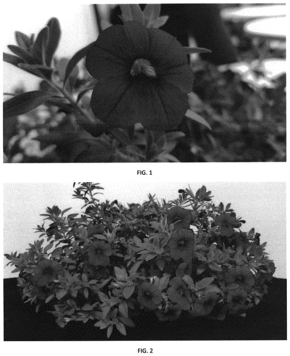 Figure 1 of US plant patent PP32411, the photograph of CBRZ0034 printed in the patent.