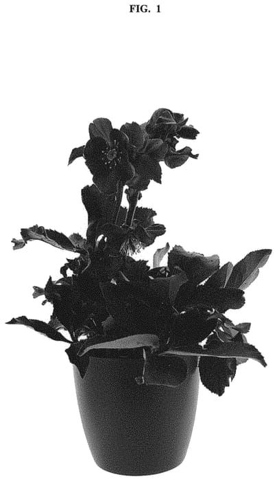 Figure 1 of US plant patent PP32412, the photograph of COSEH 5200 printed in the patent.