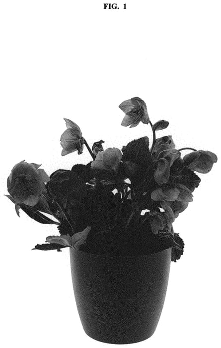 Figure 1 of US plant patent PP32413, the photograph of COSEH 7100 printed in the patent.
