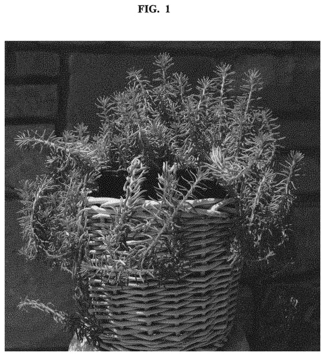 Figure 1 of US plant patent PP32414, the photograph of Gold Form printed in the patent.