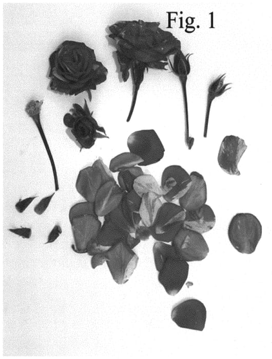 Figure 1 of US plant patent PP32415, the photograph of Poulcas053 printed in the patent.