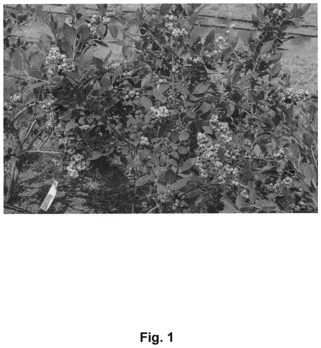 Figure 1 of US plant patent PP32416, the photograph of ZZ04062 printed in the patent.