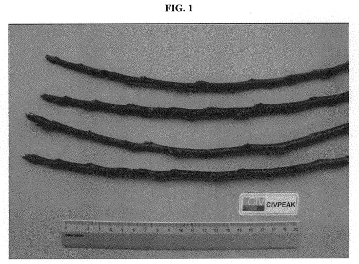 Figure 1 of US plant patent PP32417, the photograph of CIVPEAK printed in the patent.