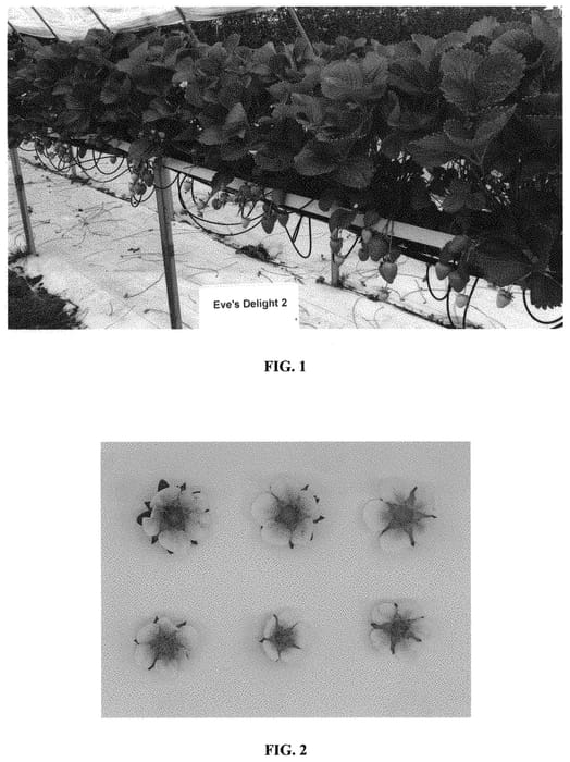 Figure 1 of US plant patent PP32418, the photograph of Eves Delight 2 printed in the patent.