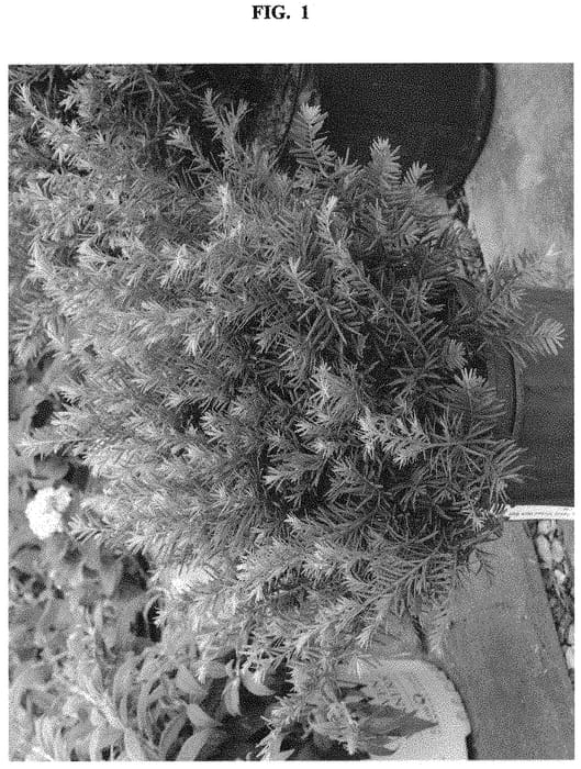 Figure 1 of US plant patent PP32419, the photograph of SMNTHDB printed in the patent.