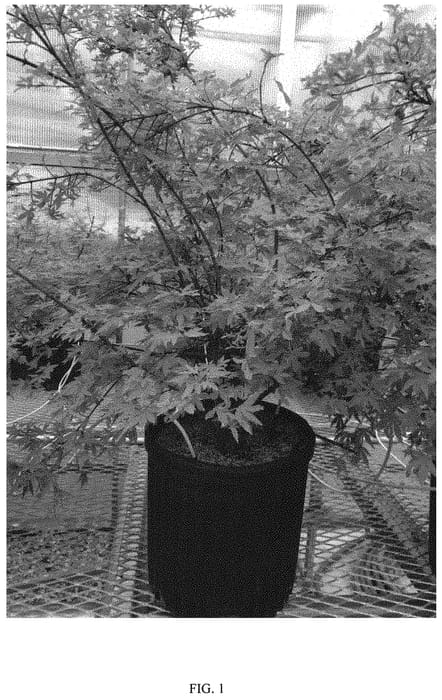 Figure 1 of US plant patent PP32420, the photograph of ARJOS1 printed in the patent.