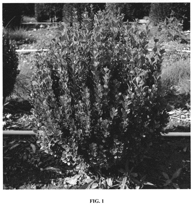 Figure 1 of US plant patent PP32421, the photograph of SB 300 printed in the patent.