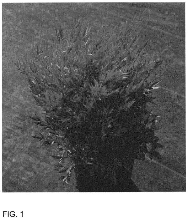 Figure 1 of US plant patent PP32422, the photograph of ZhNan53 printed in the patent.