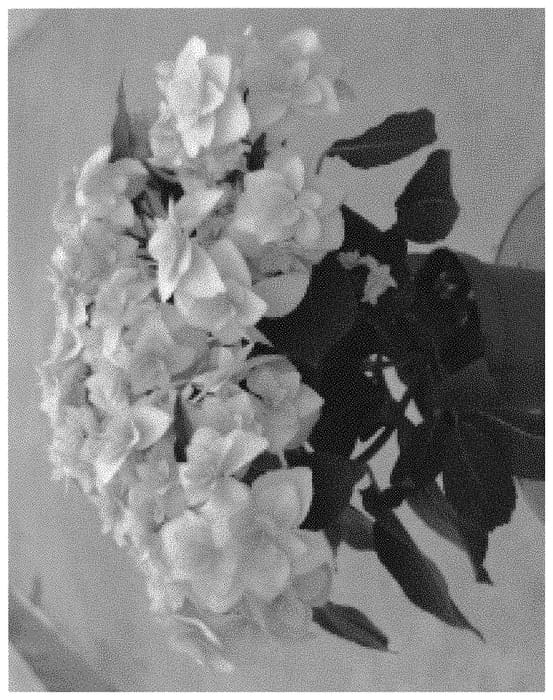 Figure 1 of US plant patent PP32423, the photograph of H218914 printed in the patent.