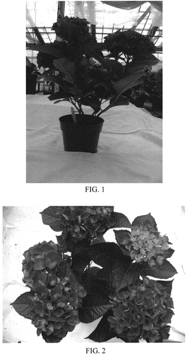 Figure 1 of US plant patent PP32424, the photograph of BCHY-15.001 printed in the patent.