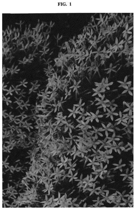 Figure 1 of US plant patent PP32425, the photograph of Isopapi printed in the patent.