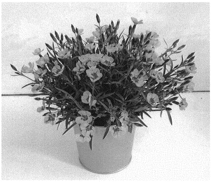 Figure 1 of US plant patent PP32426, the photograph of KLEDG19308 printed in the patent.