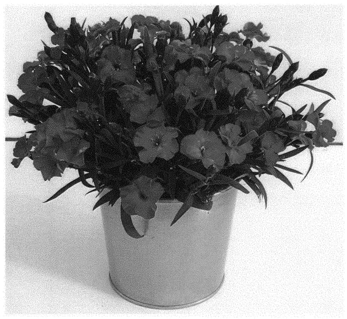 Figure 1 of US plant patent PP32427, the photograph of KLEDP19309 printed in the patent.