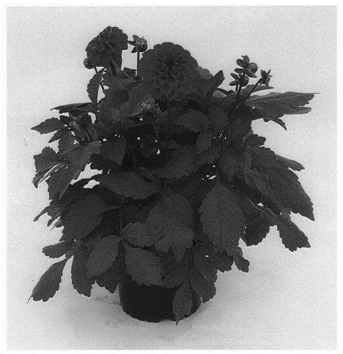 Figure 1 of US plant patent PP32428, the photograph of KLEDH18010 printed in the patent.