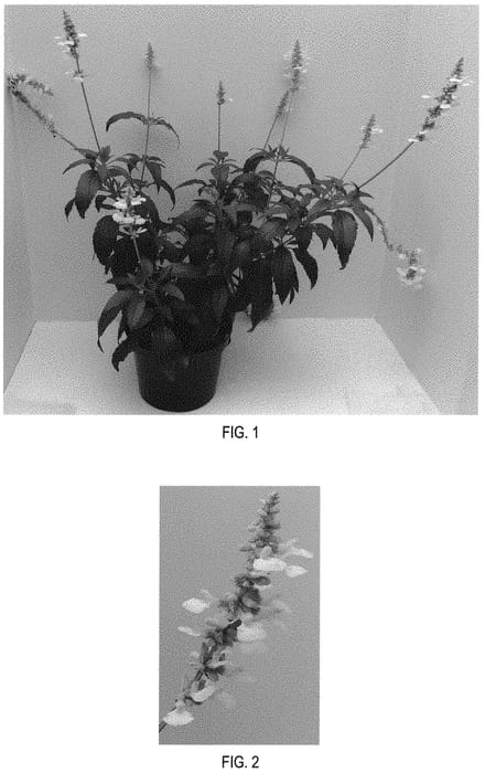 Figure 1 of US plant patent PP32429, the photograph of White Flame printed in the patent.